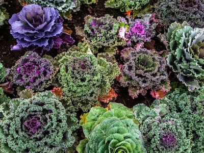 Tout pour un potager sur son balcon