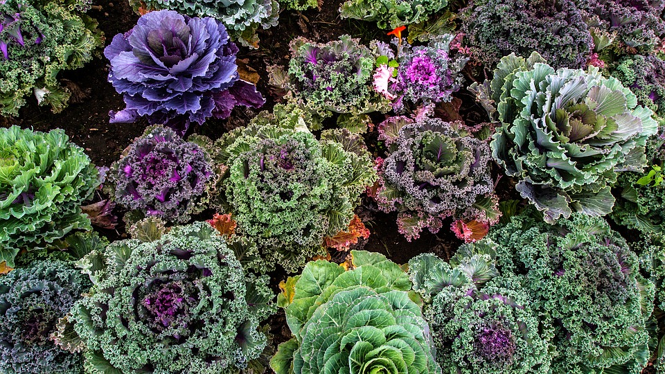 Tout pour un potager sur son balcon