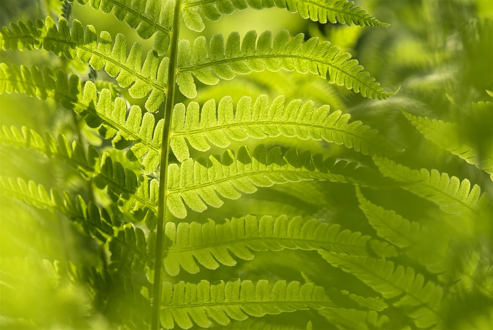 La bonne méthode pour purifier l’air de la maison