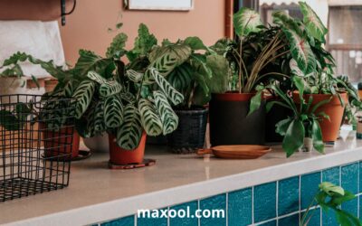 Les meilleures plantes d’intérieur pour hommes : faciles à entretenir